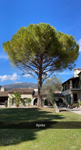 Elagage d'arbres Mougins Cannes Nice le Cannet Juan les Pins